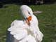Gans schn weiss