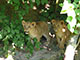 Lwenbabys auf der Pirsch