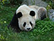 Panda in Wien