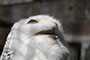 Schneeeule