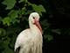 Storch