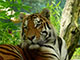 Tiger 1