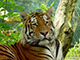 Tiger 2