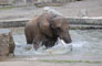 Elefant beim Baden