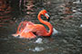 Flamingo beim Baden