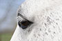 Auge von Search