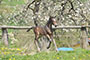 Frhlingserwachen