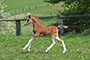 Ponyfohlen auf der Weide (Galopp)