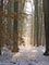 Lichtblicke im Wald