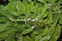 Regen