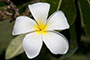 Blume 3