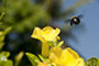 Blume 4