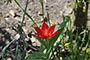 Rote Tulpe