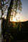Bume im Abendlicht 1
