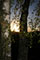 Bume im Abendlicht 2