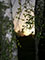 Bume im Abendlicht 3