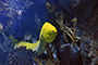 Morne im Loro Parque