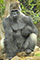 Alpha Mnnchen im Loro Parque