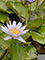 Seerose aus dem Botanischen Garten (Jardn Botnico)